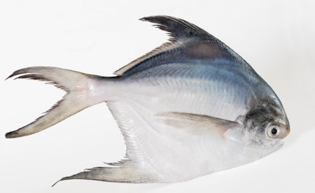 Single White or Silver Pomfret fishの写真素材