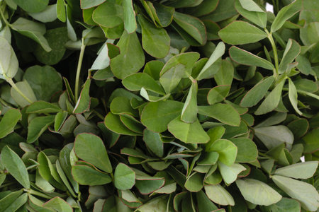 Fresh fenugreek leaves (Trigonella foenum-graecum)の写真素材