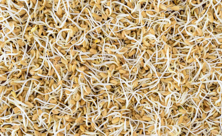 Fenugreek (Trigonella foenum-graecum) sprouts backgroundの写真素材