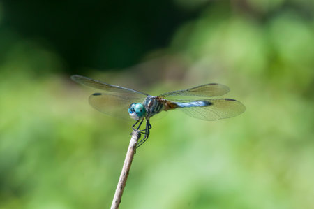 Blue dasher dragonflies rely on speed to escape predatorsの写真素材