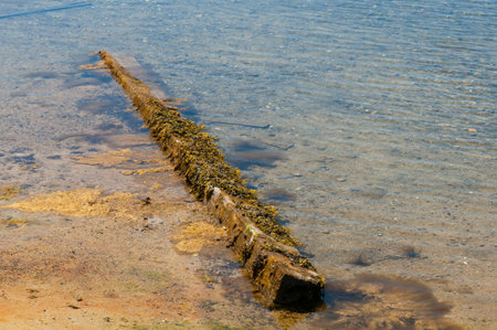 Waterlogged timber finds a home on a Cape Cod beachの写真素材