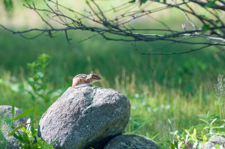 Chipmunk remains watchful while sunning itself on a warm rockの写真素材
