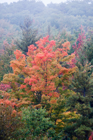 Maple tree gets a jump on color change in fallの写真素材