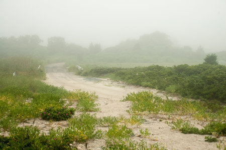 Road across marsh shrouded in morning fogの写真素材