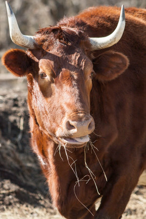 Head of cattle munches on bits of strawの写真素材