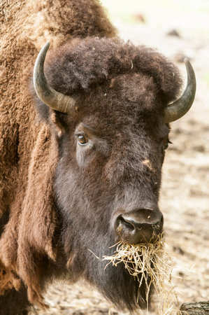 American Bison aka American Buffalo munches on some hay at Roger Williams Park zooの写真素材