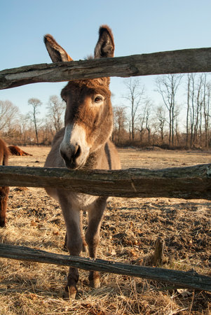 Donkey very interested in life on the other side of fenceの写真素材