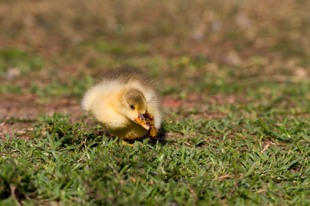 Black Swan cygnet pauses to scratch while foraging