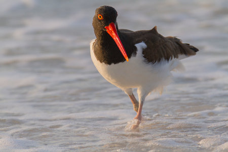 Unintimidated American Oystercatcher strolling in the surfの写真素材