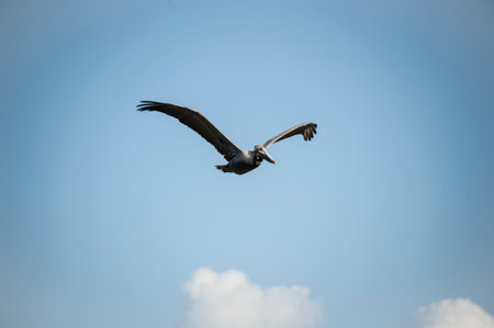 Brown Pelican Pelecanus occidentalis in flightの写真素材