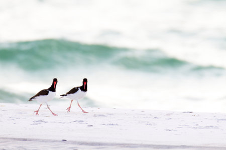 American Oystercatcher pair steppin' out on the beachの写真素材