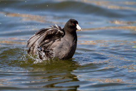 American Coot Fulica americana ruffling its feathersの写真素材