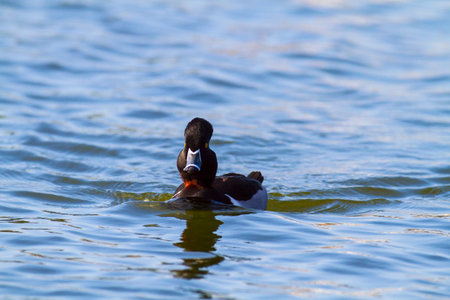 Ring-necked Duck Aythya collaris head-on viewの写真素材