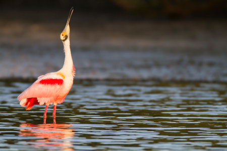 Roseate Spoonbill foraging for food in shallowsの写真素材