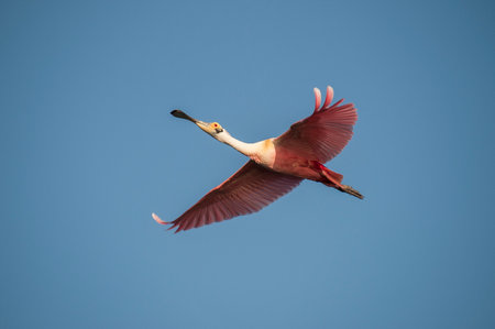 Roseate Spoonbill in flight at Alafia Banksの写真素材