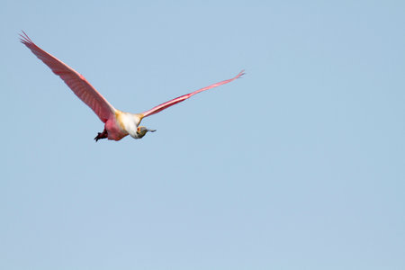 Roseate Spoonbill Platalea ajaja in flightの写真素材