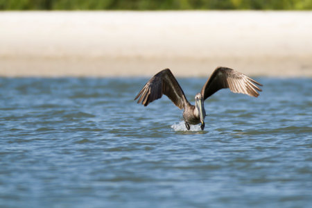 Brown Pelican flaps furiously to get off waterの写真素材