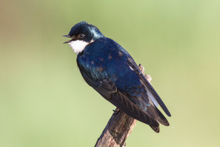 Tree Swallow Tachycineta bicolor takes advantage of a comfortable perchの写真素材