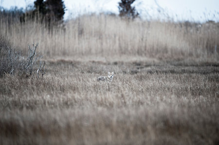 Coyote scouts marsh for an early morning mealの写真素材