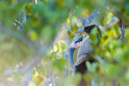 Anhinga and chick in nest on Anhinga Trail
