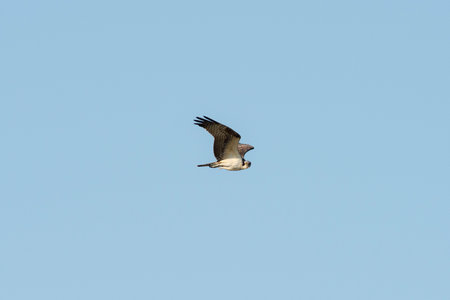 Osprey Pandion haliaetus in flightの写真素材