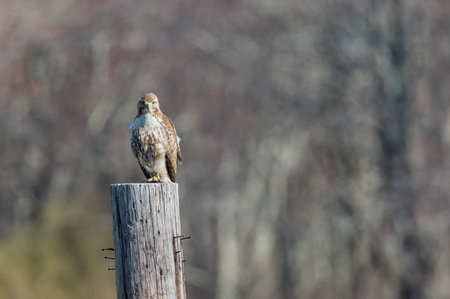Red-tailed Hawk perches atop old telephone poleの写真素材
