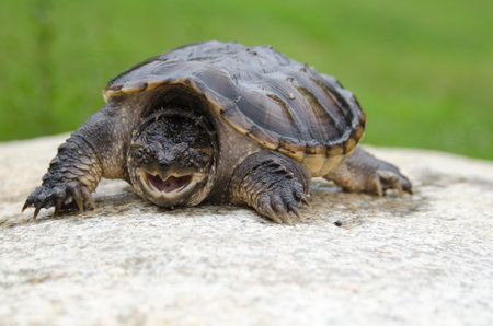 Common snapping turtle takes a defiant stance