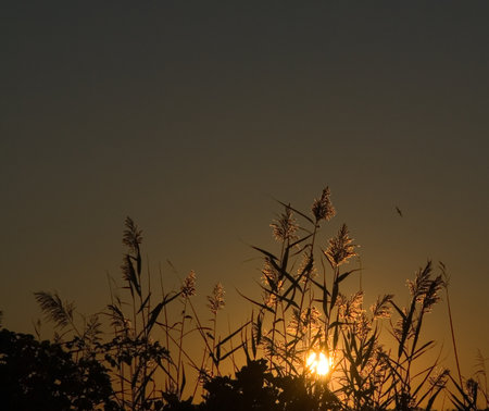 Reeds blowin' in the windの写真素材