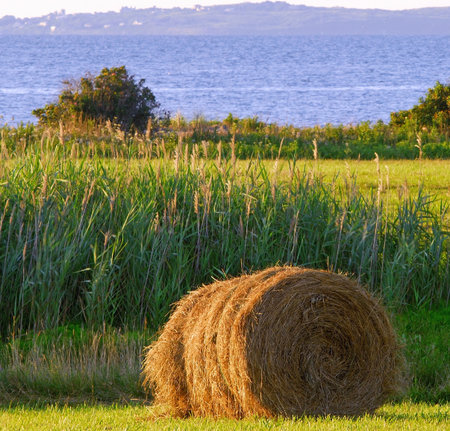 Mown hayの写真素材