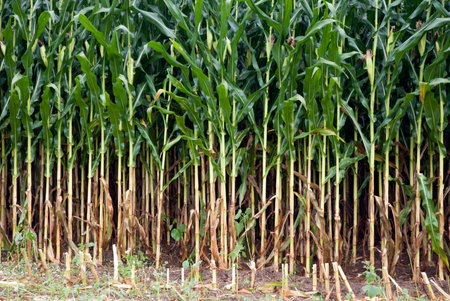 Rows of thickly planted corn near harvest timeの写真素材