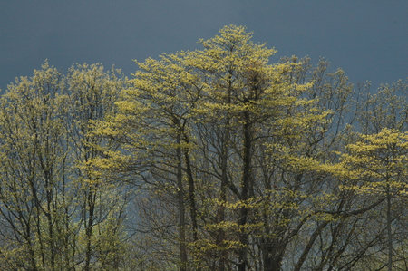 Dark sky threatens  to unleash a rainstormの写真素材