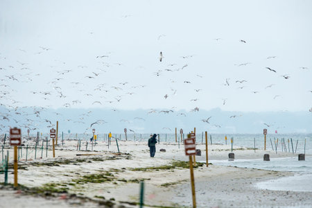 Gulls take to the air as photographer trudges along narrow corridor through protected beach areaの写真素材