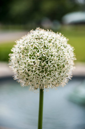 Plant blooming in early spring in garden in Quebecの写真素材