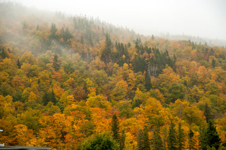Changing foliage on hillside bathed in mist