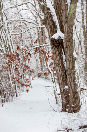 Fresh snow on trail through New England woods in late fallの写真素材