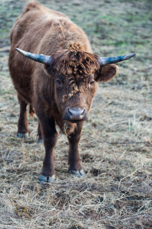 Head of cattle unfazed by cluster of burrs on its thick fur