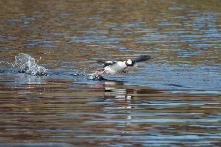 Bufflehead races across water to gain enough speed to flyの写真素材