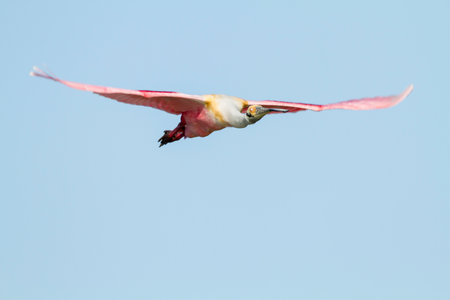 Nictating membrane gives Roseate Spoonbill zombie lookの写真素材