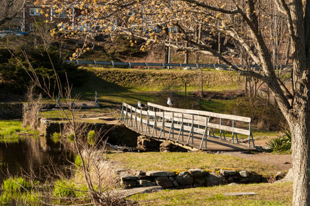 Great Black-backed Gulls find good perch for spotting herringの写真素材