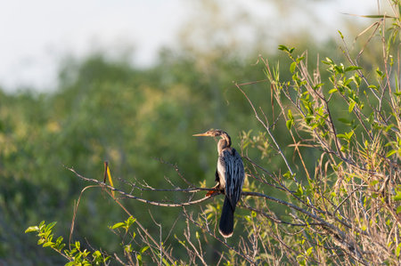 Anhinga focused on surroundings in late afternoon