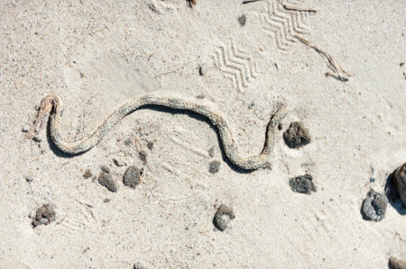 Short length of rope seems to be snake in sandの写真素材