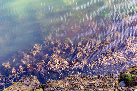 Seaweed in the shallows along South Boston shoreline