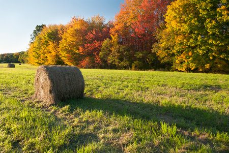 Bales of hay dotting New England fieldの写真素材