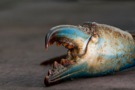 Business end of a Blue Crab appears to have its own eye