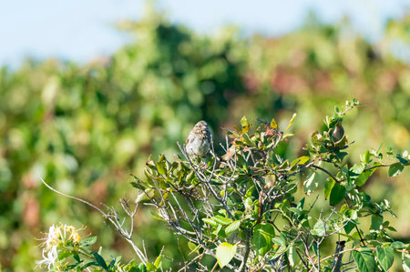 Sleepy-eyed Song Sparrow relaxes on thin branchの写真素材