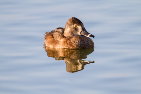 Female Ring-necked Duck making eye contactの写真素材