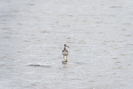 Greater Yellowlegs abruptly pauses feeding in shallows