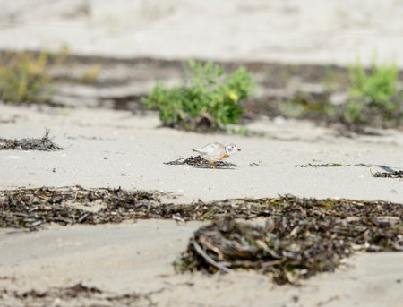 Piping Plover stops to scratch on sandy walkの写真素材