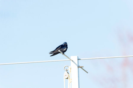 Purple Martin perched on metal rod and making eye contactの写真素材