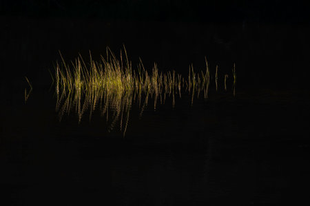 Marsh grass reflected in Slocums River in Dartmouth, Massachusetts